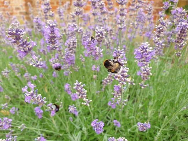 Nahaufnahme von Lavendelblüten mit Bienen