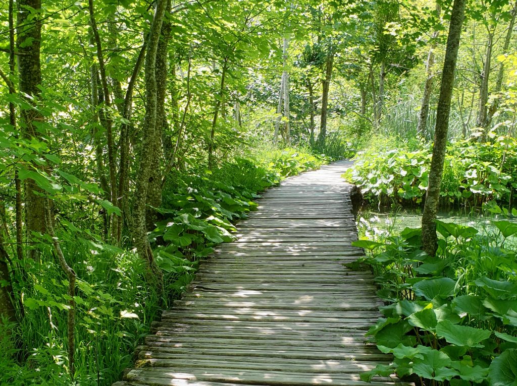 Weg, der durch einen lichten Wald führt