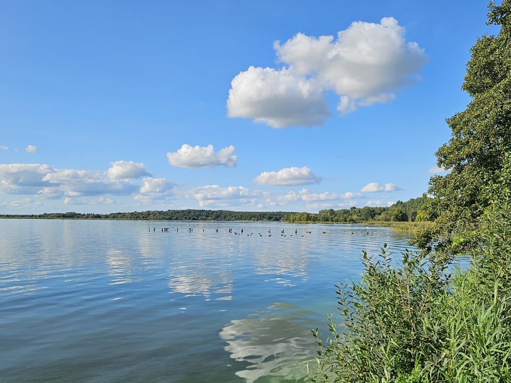 Blick auf einen See, mit Uferbäumen am Rand