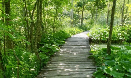 Foto eines Holzweges durch einen grünen, sonnigen Wald