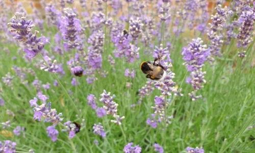 Nahaufnahme von Lavendelblüten mit Bienen