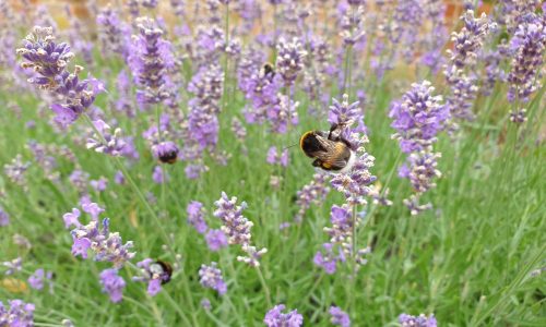 Einzelne Hummel an einer Lavendenpflanze
