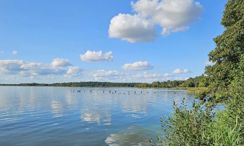 Blick auf einen See, mit Uferbäumen am Rand